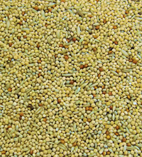 Colonel's BBB Budgie Bird Seed